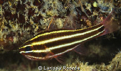 Cardinal fish.  The art of camouflage by Larissa Roorda 
